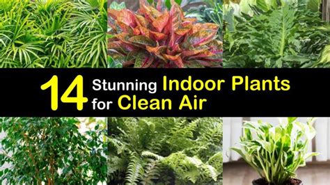 14 Stunning Indoor Plants for Clean Air