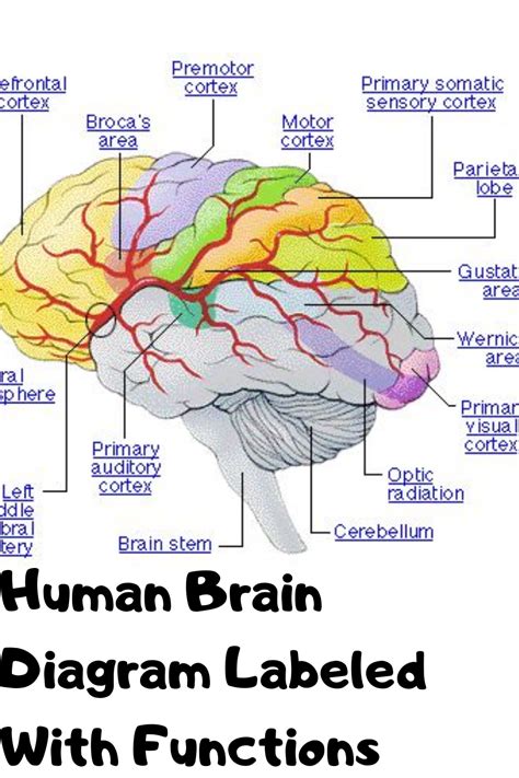 Human Brain Diagram Labeled With Functions | Brain science, Brain ...