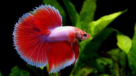 Types of Betta Fish (Which is the Perfect One for You?)