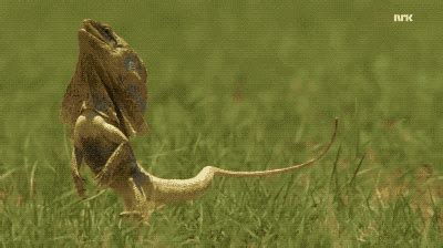 Frill Neck Lizard Running GIF - Find & Share on GIPHY