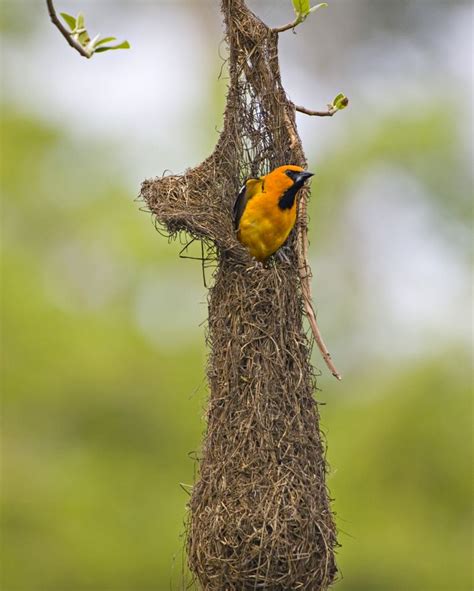 Altamira Oriole | Nest images, Bird nest, Pretty birds