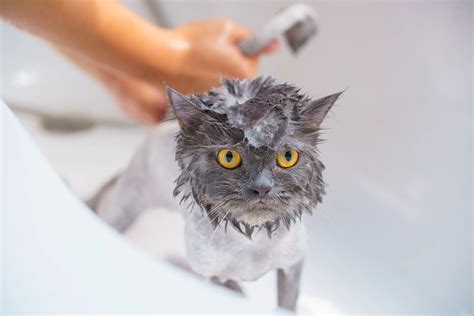 How to Bath a Cat That Hates Water - PD Insurance