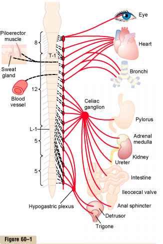 Preganglionic and Postganglionic Sympathetic Neurons - Medical Physiology