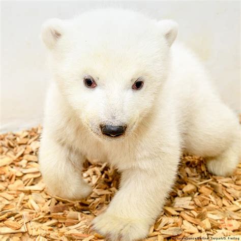 Gender Of Berlin Zoo's Adorable Baby Polar Bear Finally Revealed As He ...