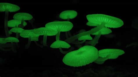 Mycena chlorophos: characteristics, studies and bioluminescence ...