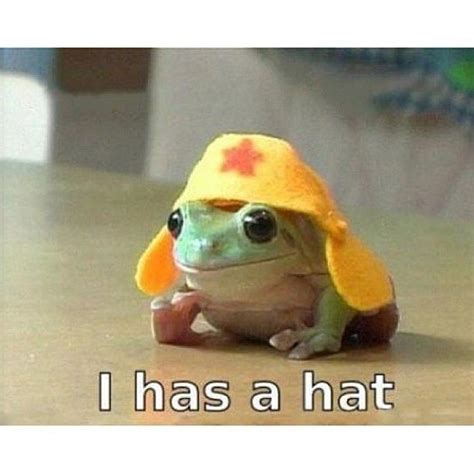 I has a hat. | Frog pictures, Cute reptiles, Cute animals