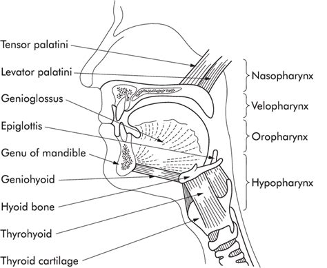 Anatomical Airway