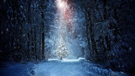 Winter Night Forest Wallpapers - Top Free Winter Night Forest ...