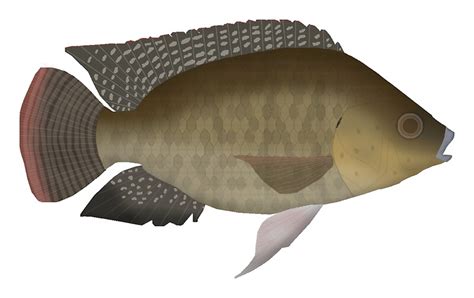 "Mozambique tilapia" by fishfolkart | Redbubble