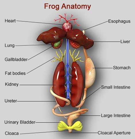 Internal organs of frog | Frog dissection, Frog, Frog dissection worksheet