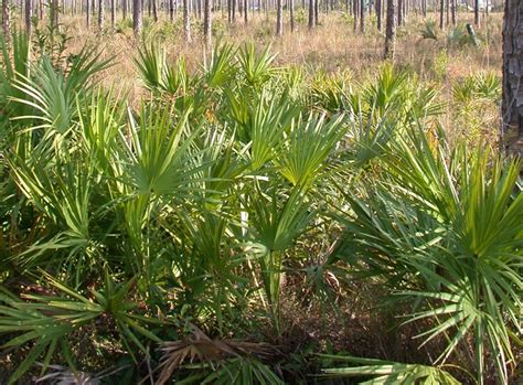 Saw palmetto - Serenoa repens | Plants | Kew