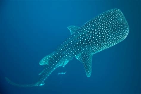 Whale shark | ConservationBytes.com