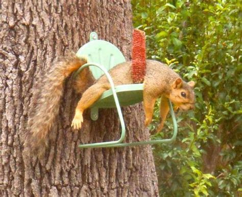 PetsLady's Pick: Funny Hot Squirrel Of The Day | Squirrel funny ...