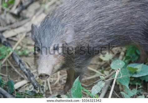 Critically Endangered Pygmy Hog Pygmy Hog Stock Photo 1036321342 ...