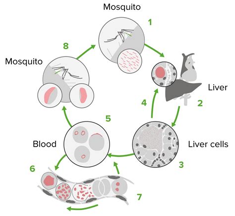 Medicamentos Antipalúdicos | Concise Medical Knowledge