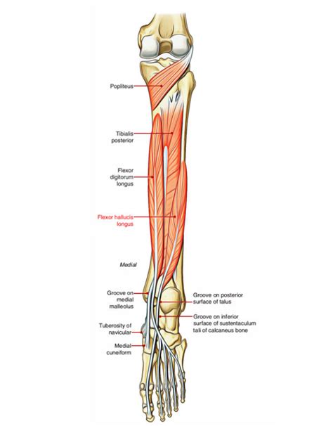 Flexor Hallucis Longus – Earth's Lab