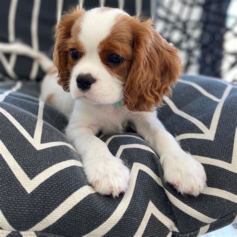 Cavalier King Charles Spaniel Puppies For Sale | Key West, FL #338879