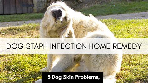 Staph Infection Dog Skin Ulcer Photos : Nasal Planum Common Skin ...