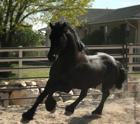 // Friesian Stallion, Apollo // Royal Grove Stables Blog: A DAY IN THE ...