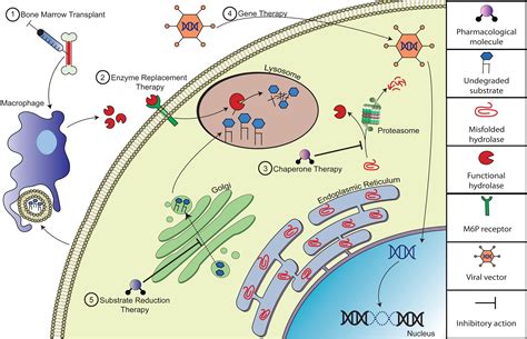 Frontiers | Pre-clinical Mouse Models of Neurodegenerative Lysosomal ...