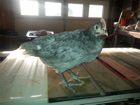 Is this Blue Andalusian Chick. Male or female? | BackYard Chickens ...