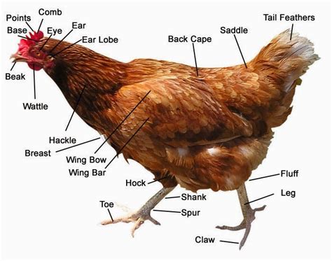 Rini TKJ: ANATOMI DAN FISIOLOGI AYAM