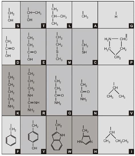 2. The structure of amino acid molecules. The simplest amino acid is ...