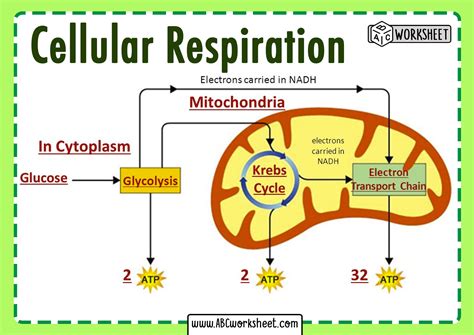 Cellular Respiration Coloring Worksheet - Printable Word Searches