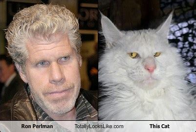 Ron Perlman Totally Looks Like This Cat - Totally Looks Like