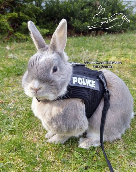 a rabbit wearing a police vest sitting in the grass