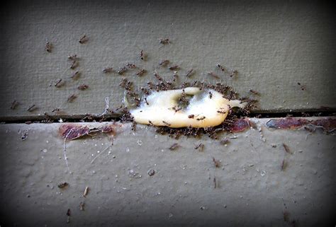 EFFECTIVE ARGENTINE ANT CONTROL USING BAITS - Professional Pest Manager