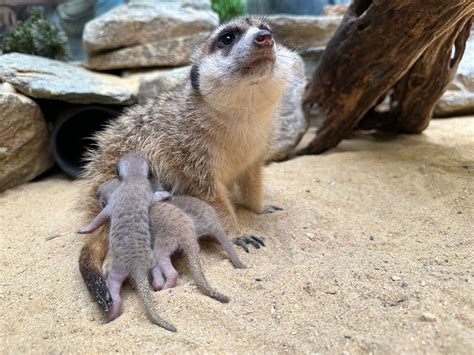 Meerkats Are Born at Smithsonian’s National Zoo and Conservation ...