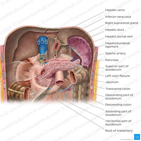 Pancreas: Anatomy, Functions, Blood Supply, Innervation, 49% OFF