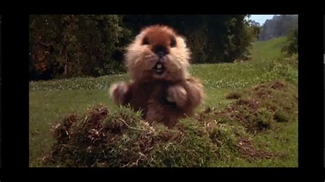 Caddyshack gopher intro - YouTube