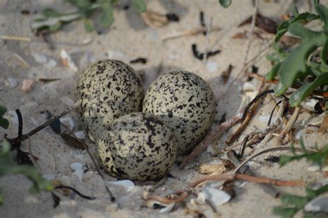 Threatened hooded plover eggs spotted on Adelaide… | Green Adelaide