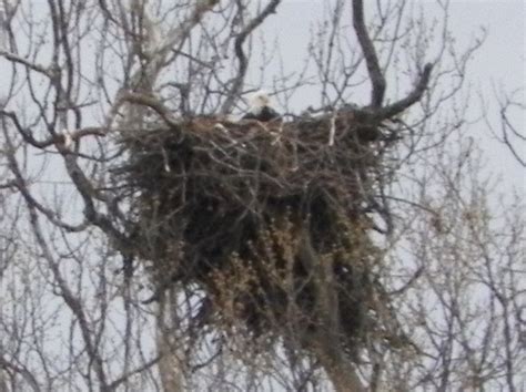 a bald eagle sitting on her nest outside of Prospect,Ohio | Decorah ...