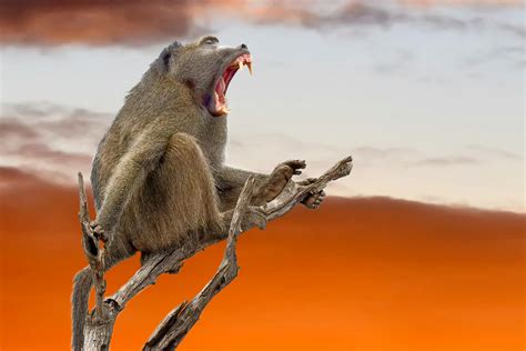 Brown Baboon · Free Stock Photo