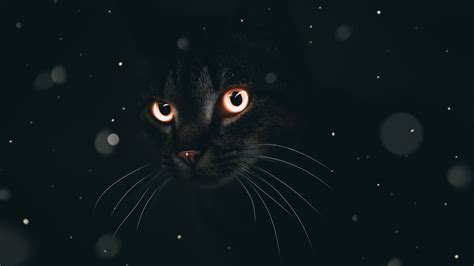 Dark Cat Wallpapers - Wallpaper Cave