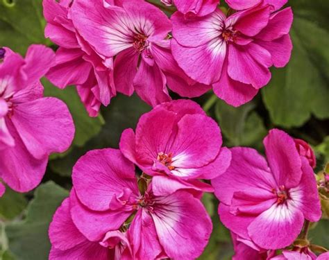 6 Fascinating Geranium Plant Facts - Birds and Blooms