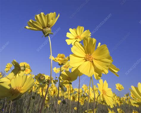 Desert Sunflower - Stock Image - C006/5160 - Science Photo Library