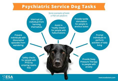 How to Get a Psychiatric Service Dog in California - ESA Doctors