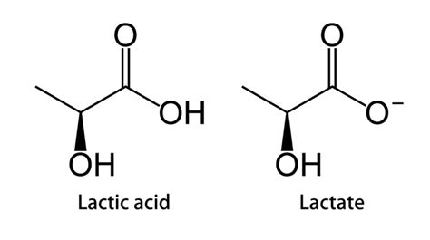 Lactic Acid vs. Lactate: What's The Difference? » UESCA