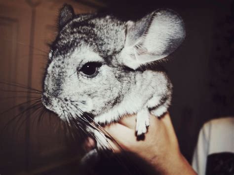 Chinchilla Breeds: A Guide To These Endangered Fluffy Rodents | Millennial