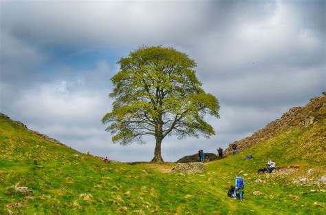 Photo Showdown – The Sycamore Gap | The Treeographer | Sycamore gap ...