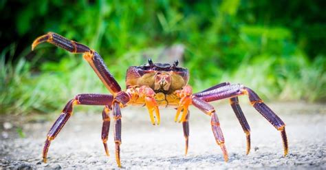 Coconut Crab Pictures - AZ Animals