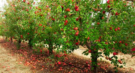 Guide to Apple Orchards in the Albuquerque Area