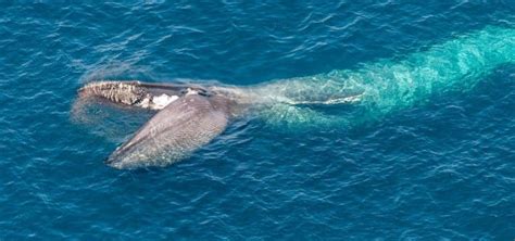 Drone's view of a blue whale feeding - RotorDrone