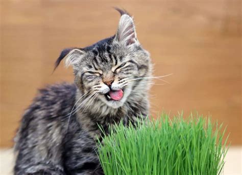 17 Maine Coon Food Allergies (According to Vets) - MaineCoon.org