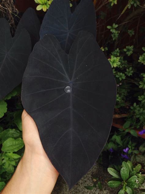 This black leaf of Colocasia Esculenta 'black magic' | Gothic garden ...