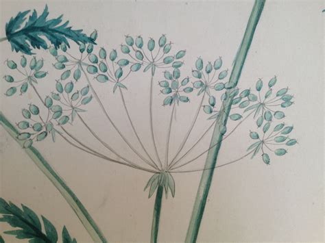 Conium maculatum. Poison Hemlock. This umbel plant was used as a ...